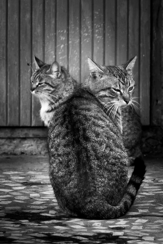 Из жизни котиков - Игорь Шевченко