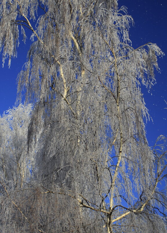 Веточки березки .. - Татьян@ Ивановна