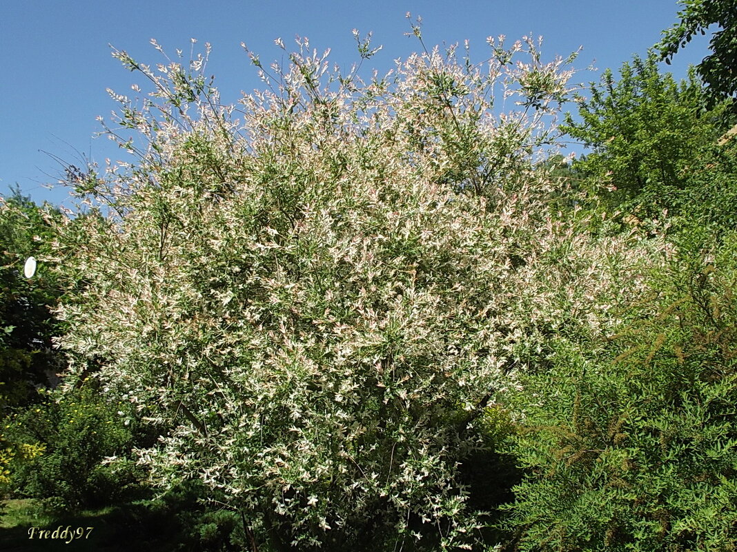 Куст - Freddy 97