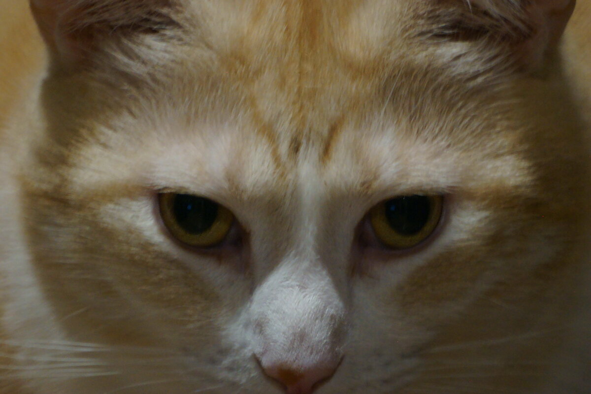 * - Дмитрий Редьков