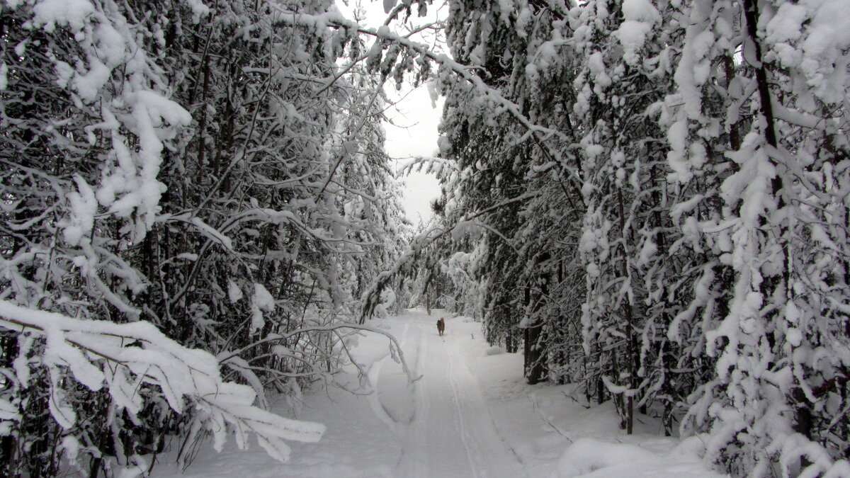 Зима снежная... - Галина Полина