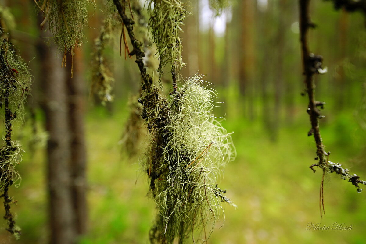 Про уснею... - Николай Гирш Про уснею... - Николай Гирш