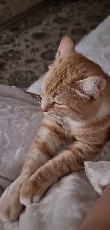 Рыжая кошка - Екатерина Леш