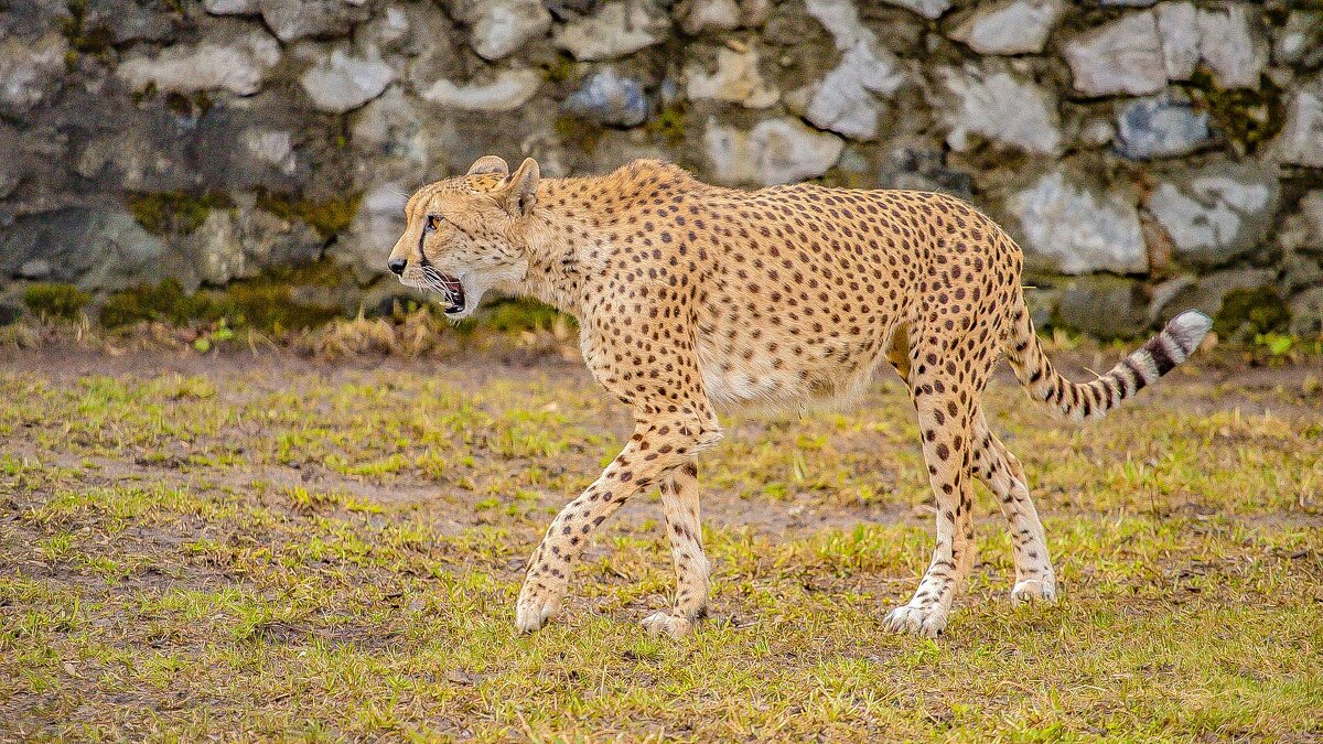 гепард - Аркадий Лаптенко