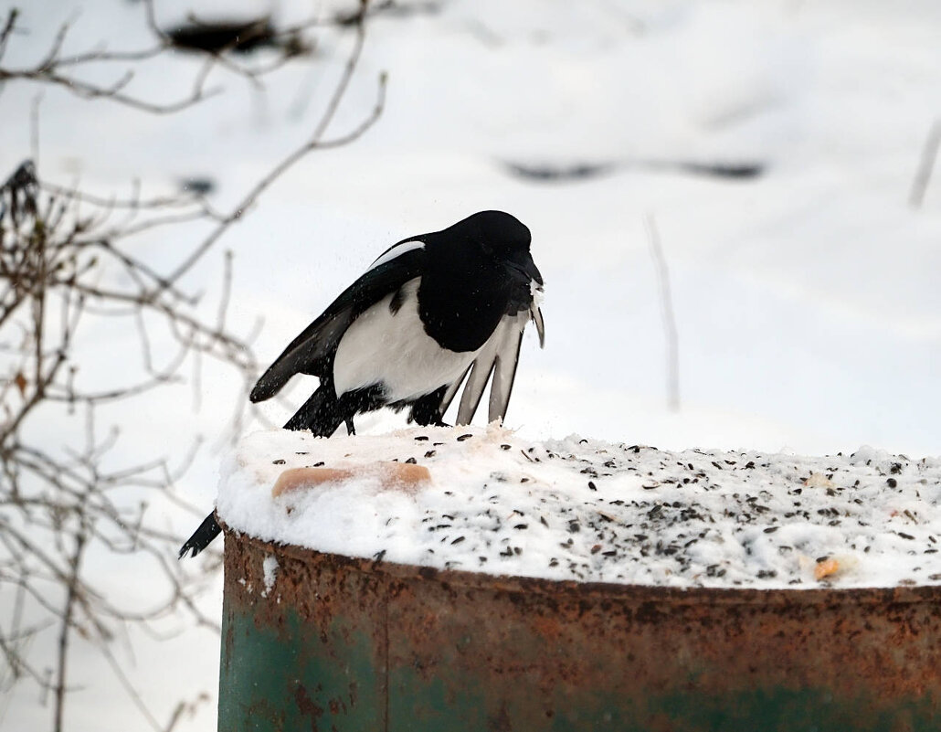 Сорока - Мария К.