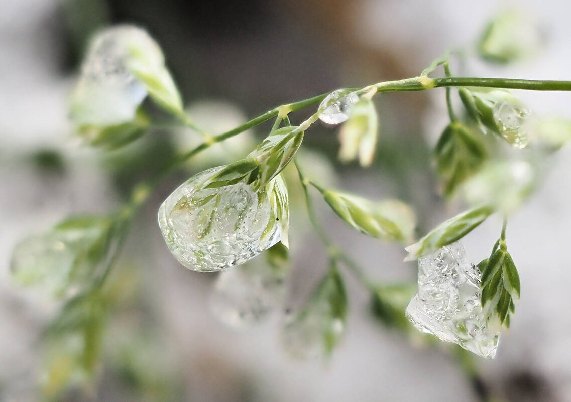 Дождь замерз на цветах? - Мария К.