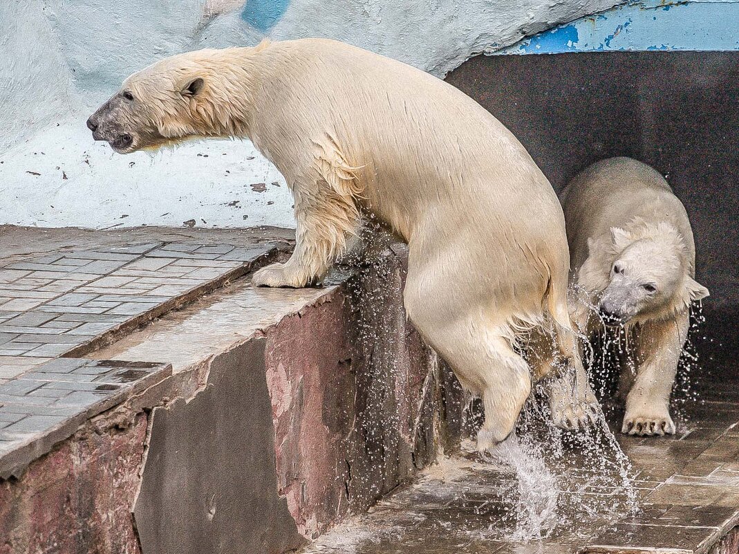 Белка и Стрелка - Аркадий Лаптенко