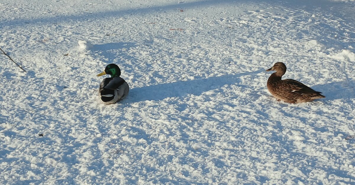 *** - Наталья Герасимова