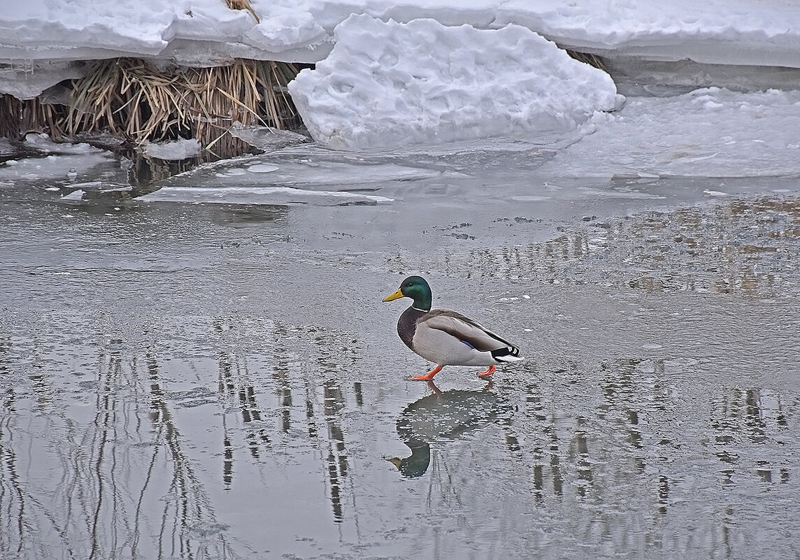 Без коньков шагаю смело! - Валентина Нефёдова Без коньков шагаю смело! - Валентина Нефёдова