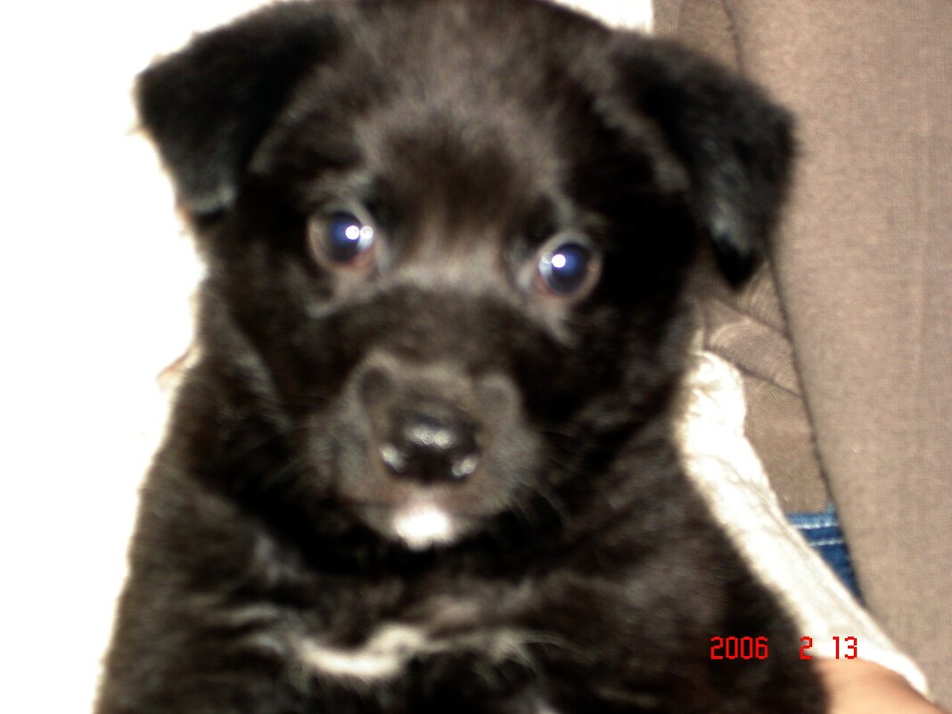 черныш - Наталья Штанулина