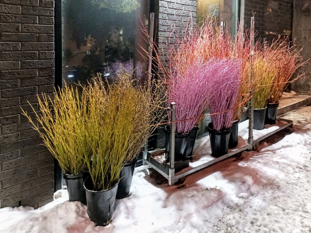 Вечерняя прогулка - Veera V Вечерняя прогулка - Veera V