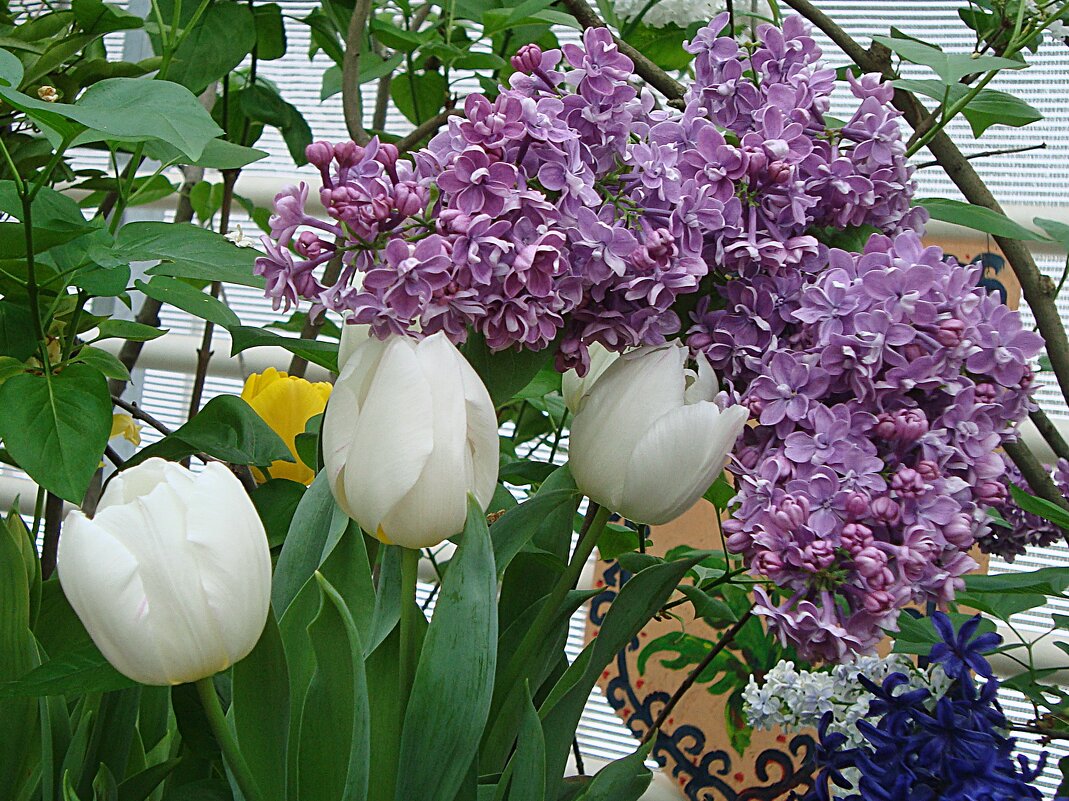 Сирень с тюльпанами - Лидия Бусурина Сирень с тюльпанами - Лидия Бусурина