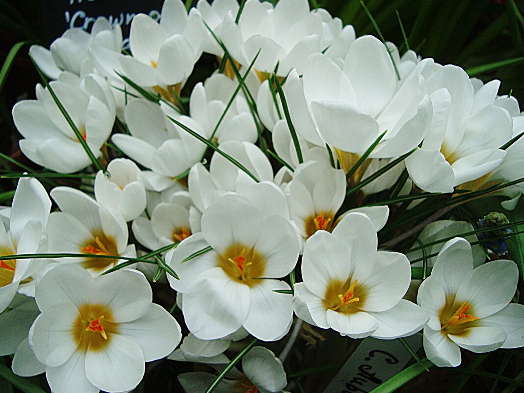 Белоснежные крокусы - Лидия Бусурина