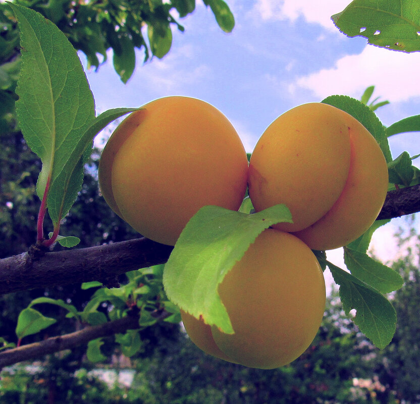 Гибридная алыча Лодва - Игорь Сычёв