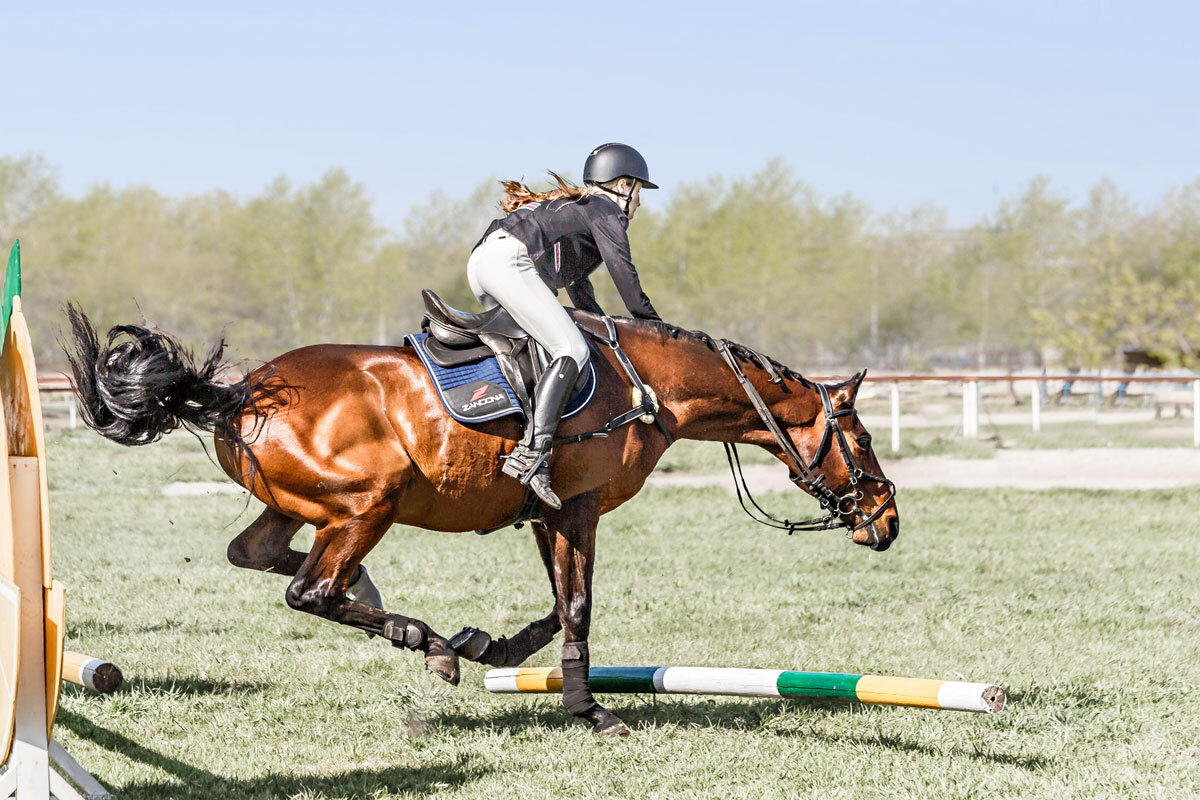 Конкур - SanSan 