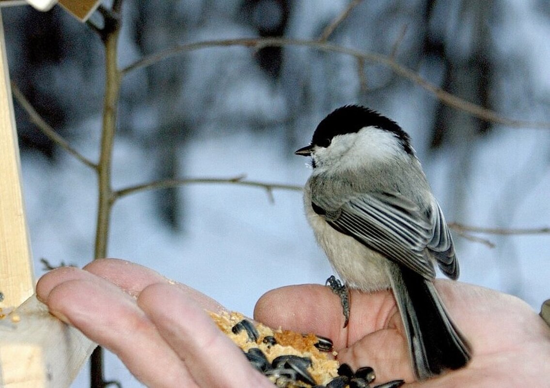 Наелась, можно и лапки погреть... - Галина Нестратова