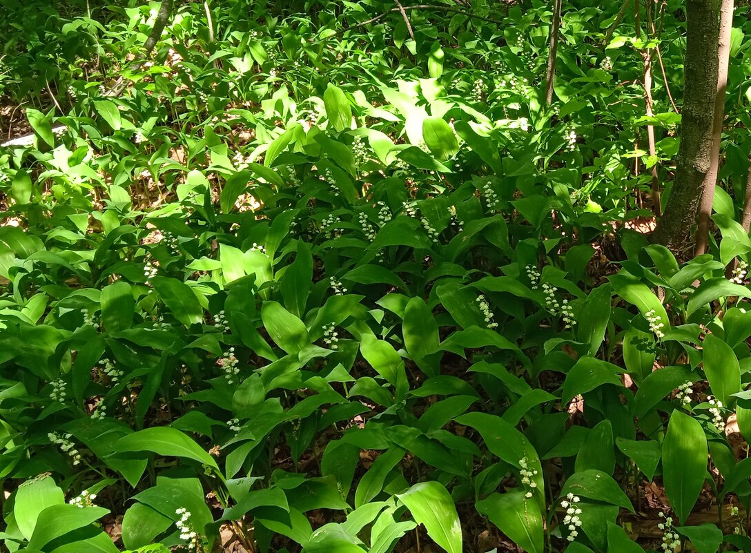 ландыши - Елена Шаламова