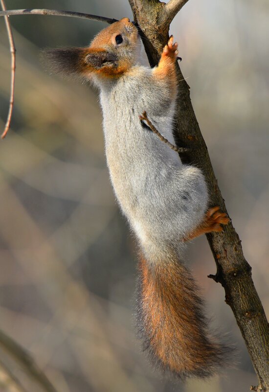 Белка - Константин Анисимов