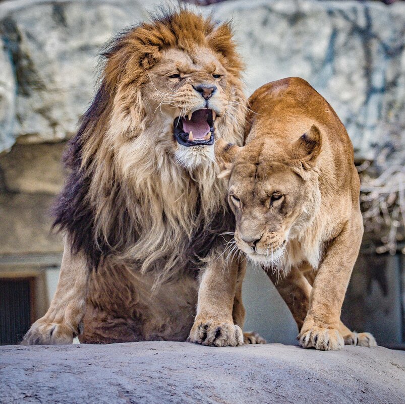 царь сердится - Аркадий Лаптенко