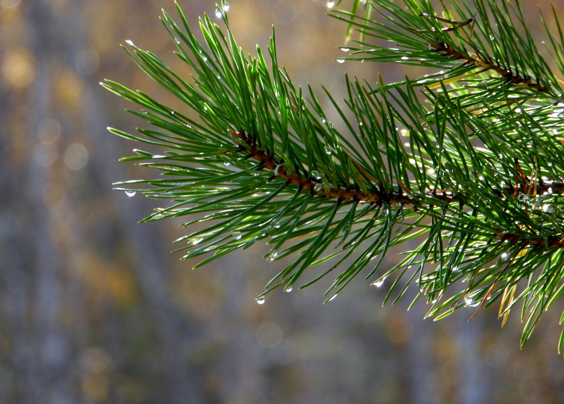 Капают дождинки. - nadyasilyuk Вознюк
