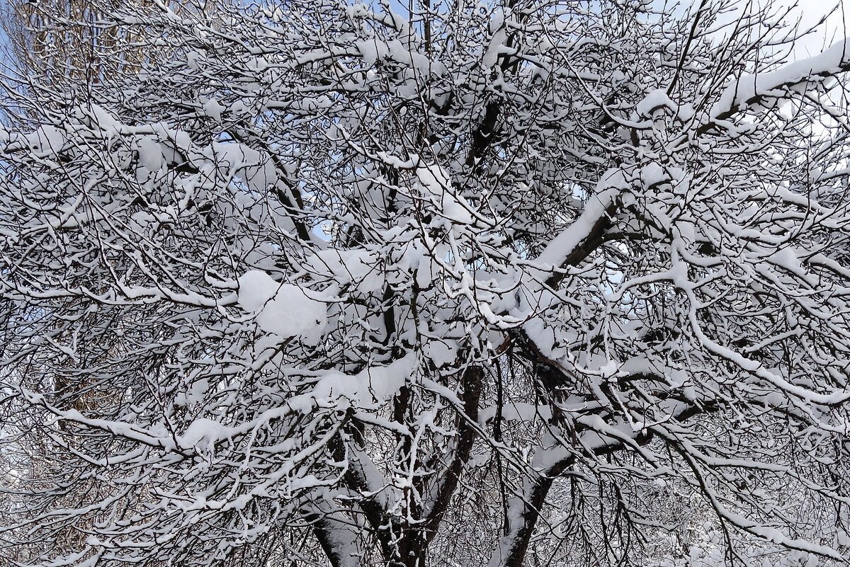 Снег, снежок... - Рита Симонова