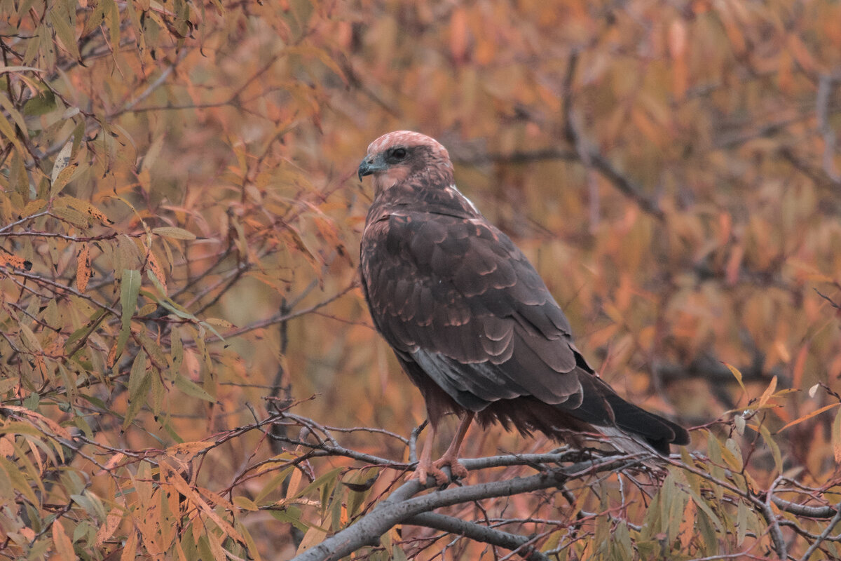 Western or Swamp Marsh Harrier - Yudong Liu