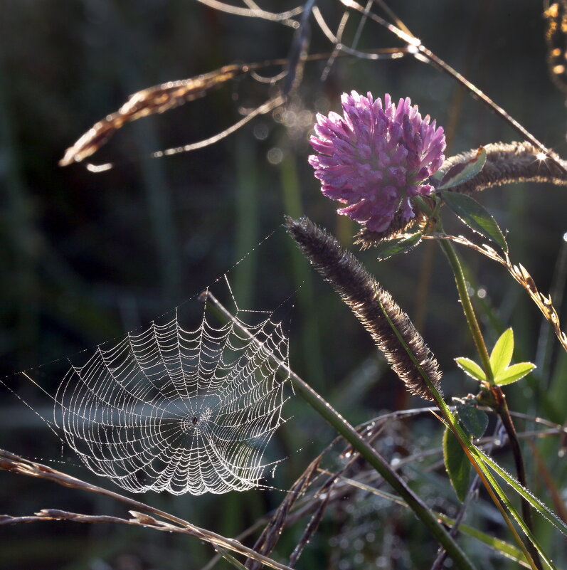 Царицыно 10 сентября - Михаил Бибичков