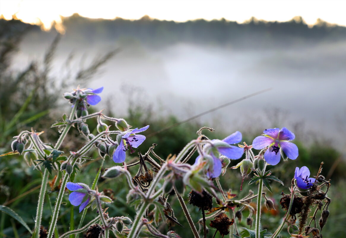 Царицыно 10 сентября - Михаил Бибичков