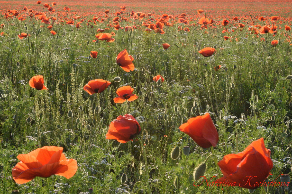 Природа Крыма - Amazing Cosmea