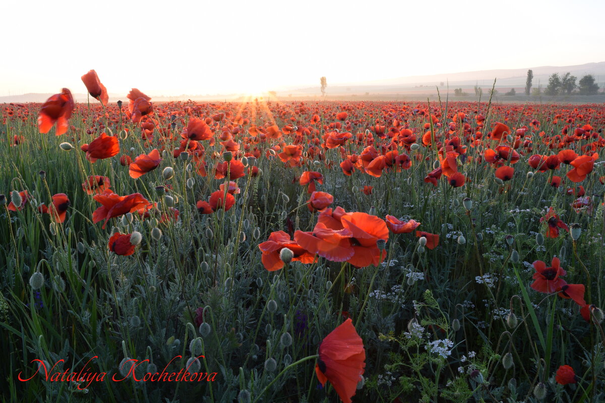 Природа Крыма - Amazing Cosmea