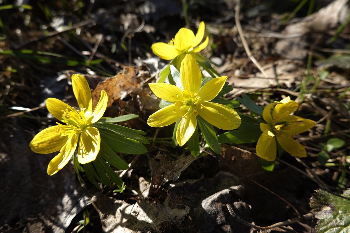 Вестники весны!!! - Галина 
