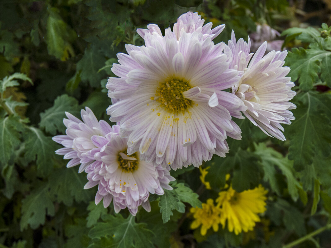 Бледно розовые хризантемы - Валентин Семчишин