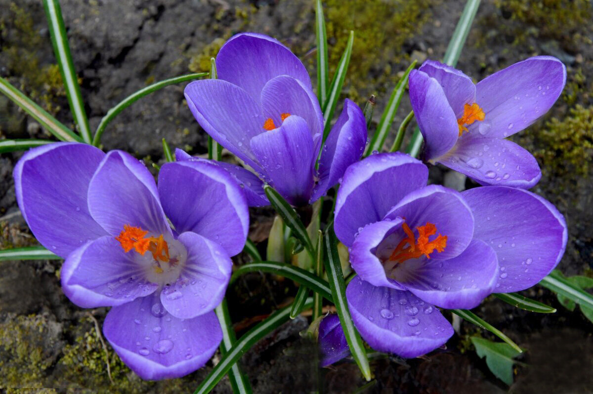 Завтра Весна... - Надежда Куркина 