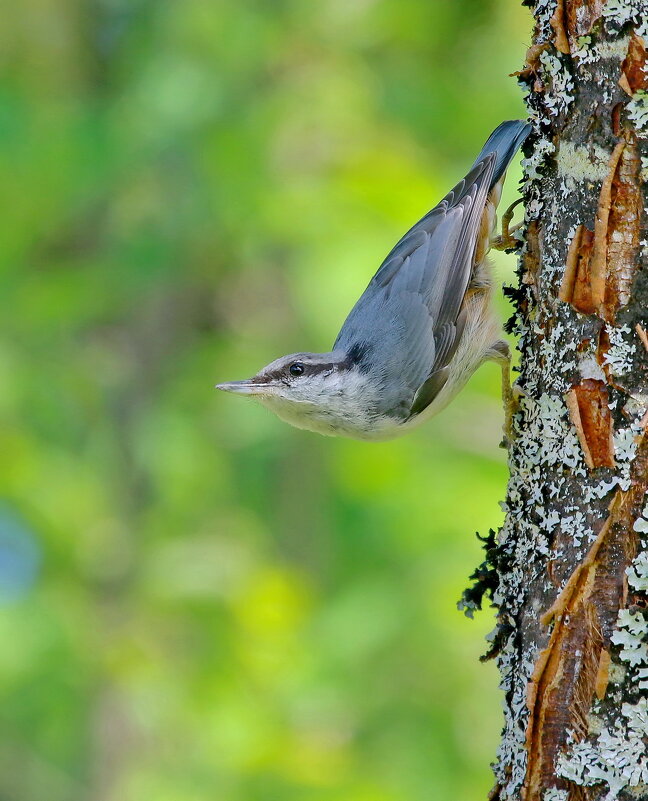 в лесу... - Andrey Bragin 