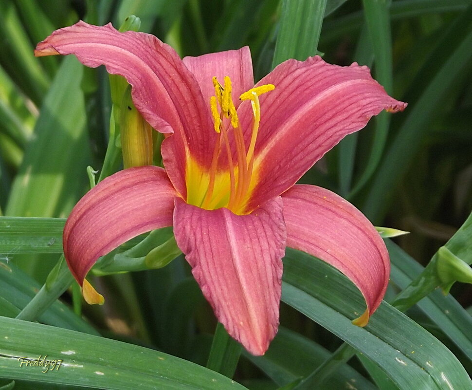 Лилейник - Freddy 97