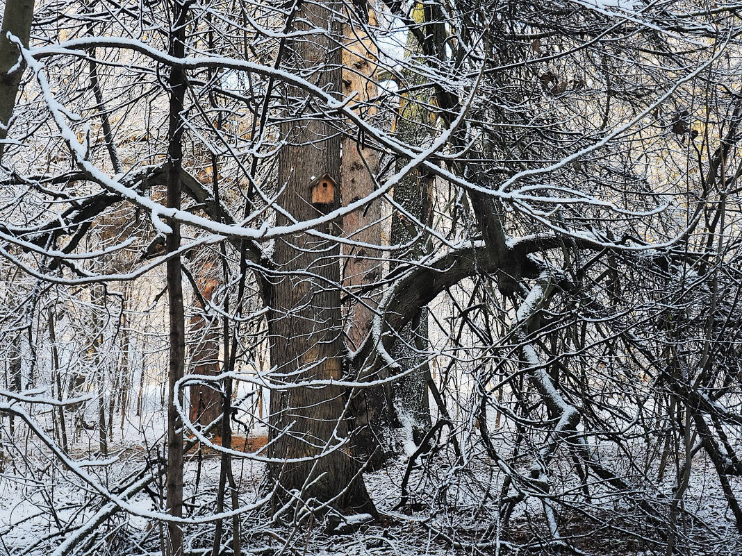 Дерево со скворечником - Мария К.