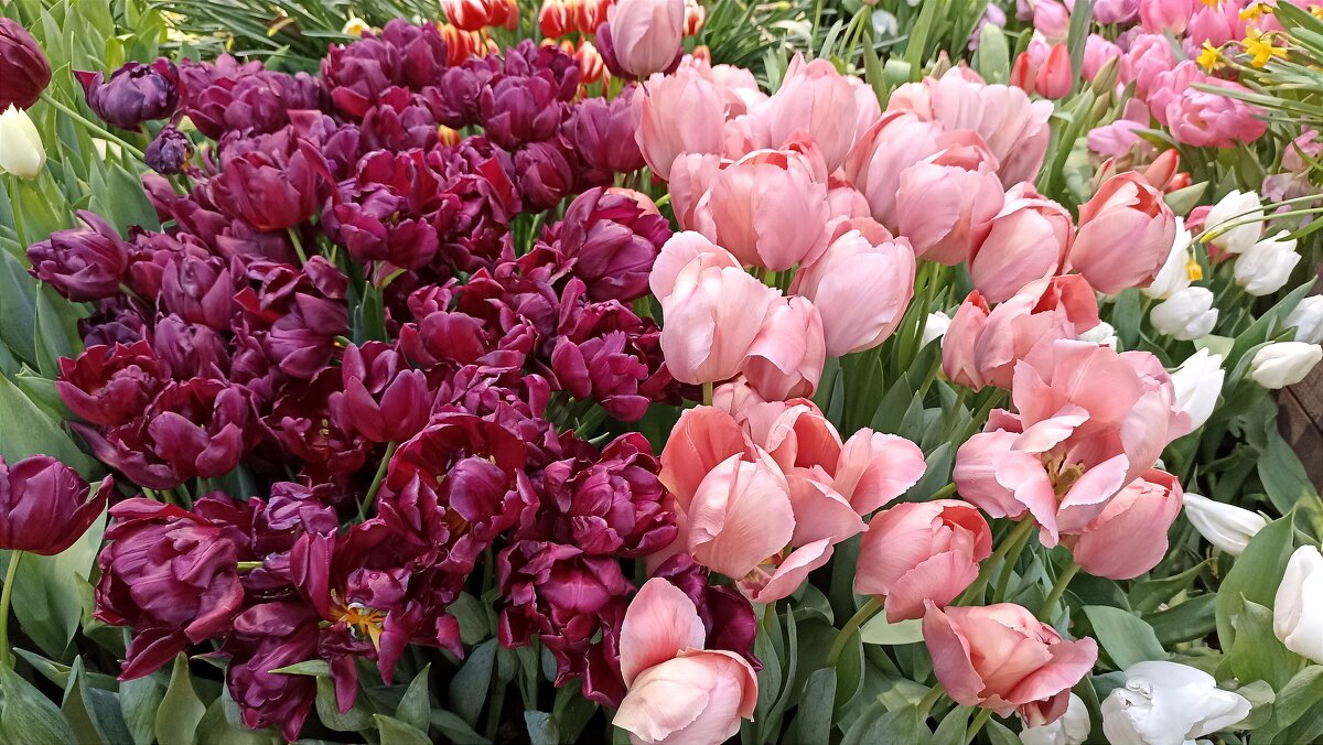 Репетиция весны - Татьяна Тюменка Репетиция весны - Татьяна Тюменка