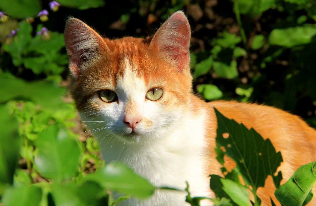 Кошечка - жанна нечаева