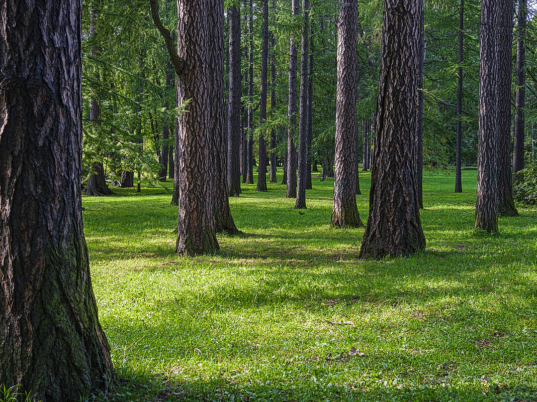 Сосны. - Александр 