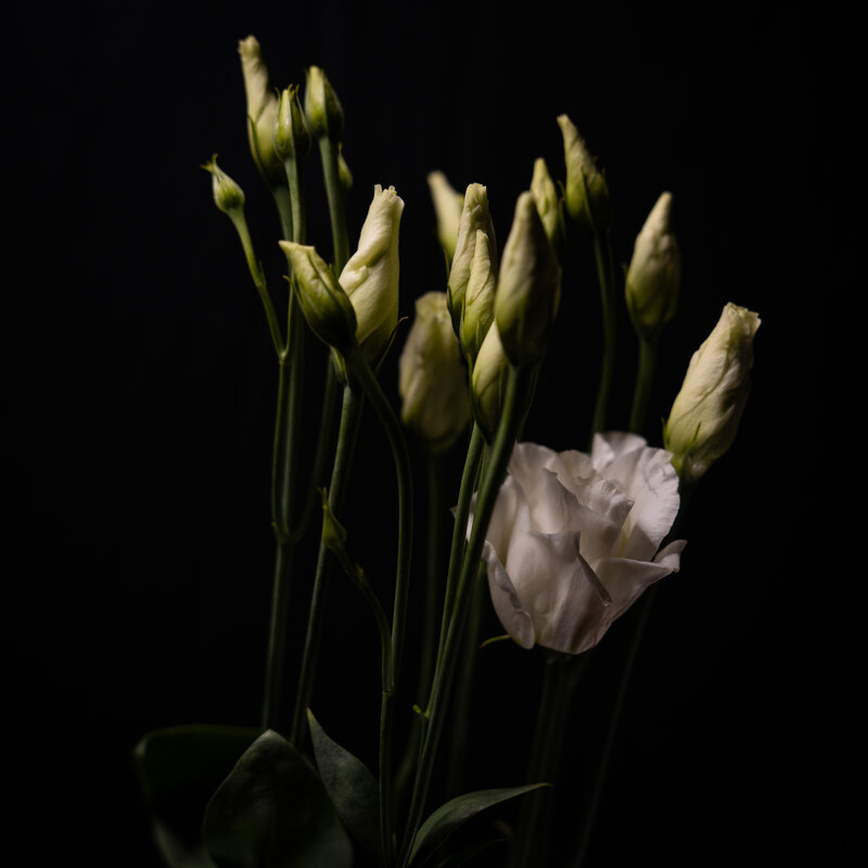 Цветочки - Илья Шенгелия Цветочки - Илья Шенгелия