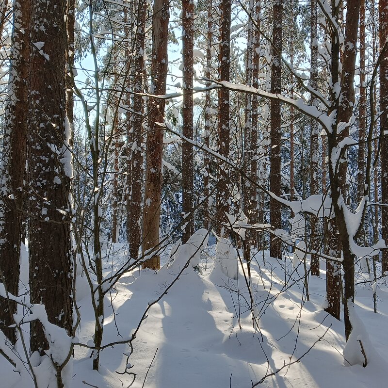 лучи солнца прорезались через деревья - Владимир 