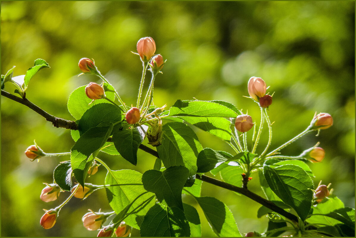 Свет весенний - Наталья Rosenwasser