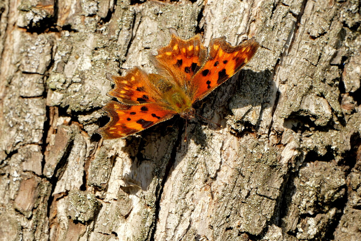 опять про бабочек...502 - Александр Прокудин