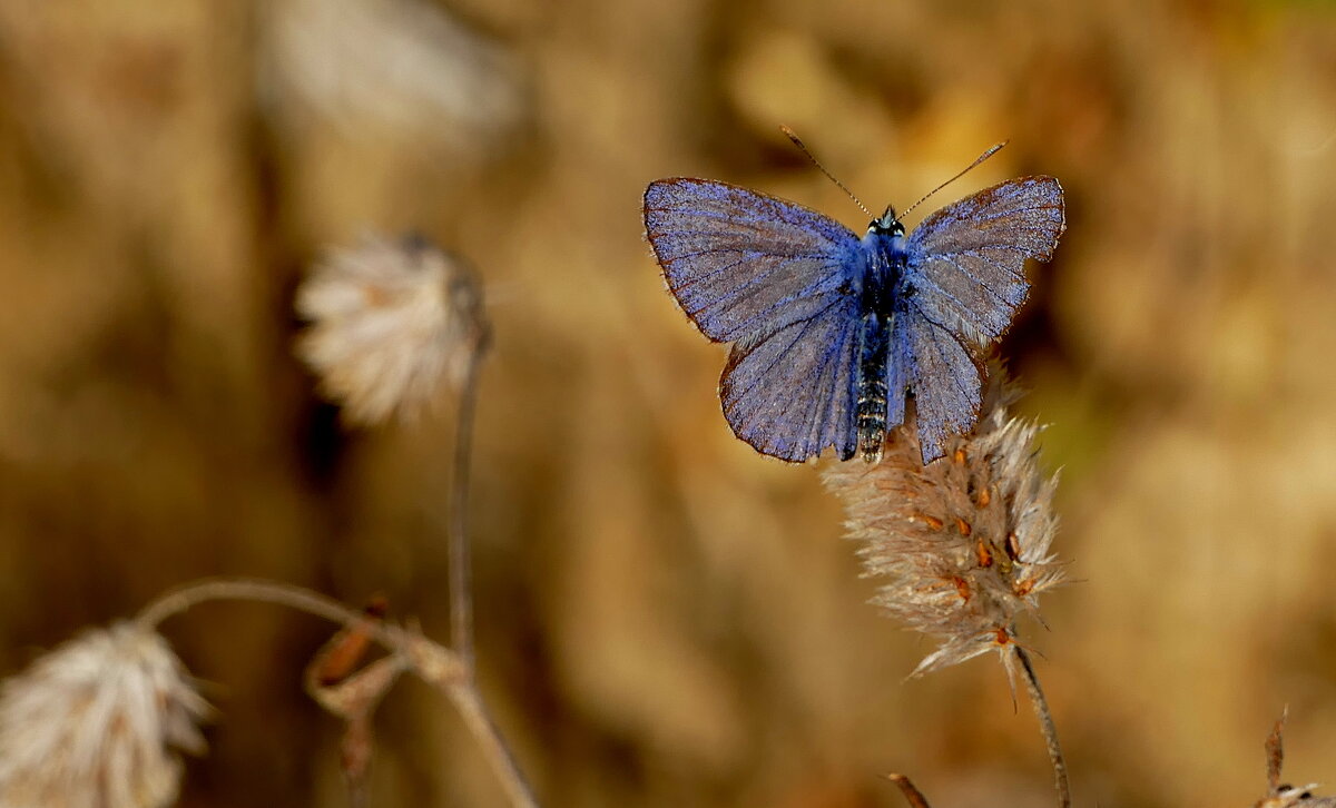 опять про бабочек...505 - Александр Прокудин