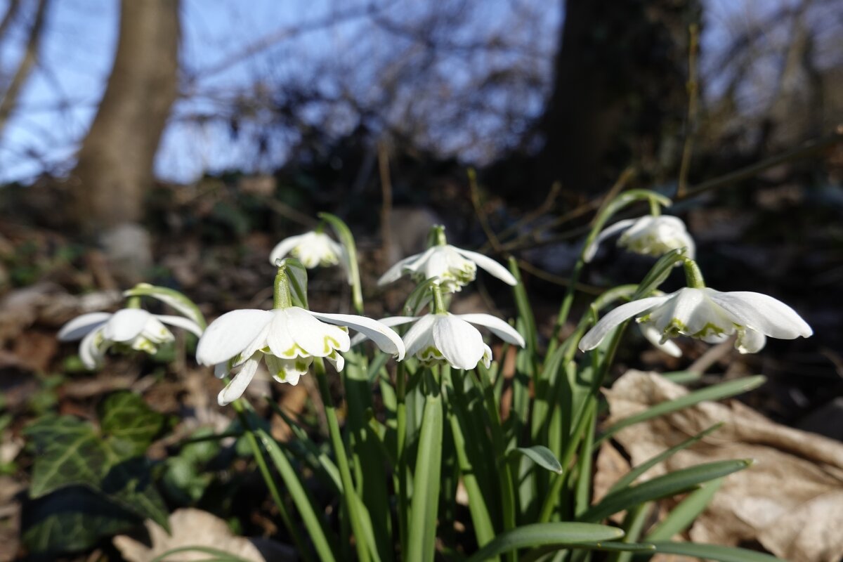 В природе пробуждения дух...... - Галина 