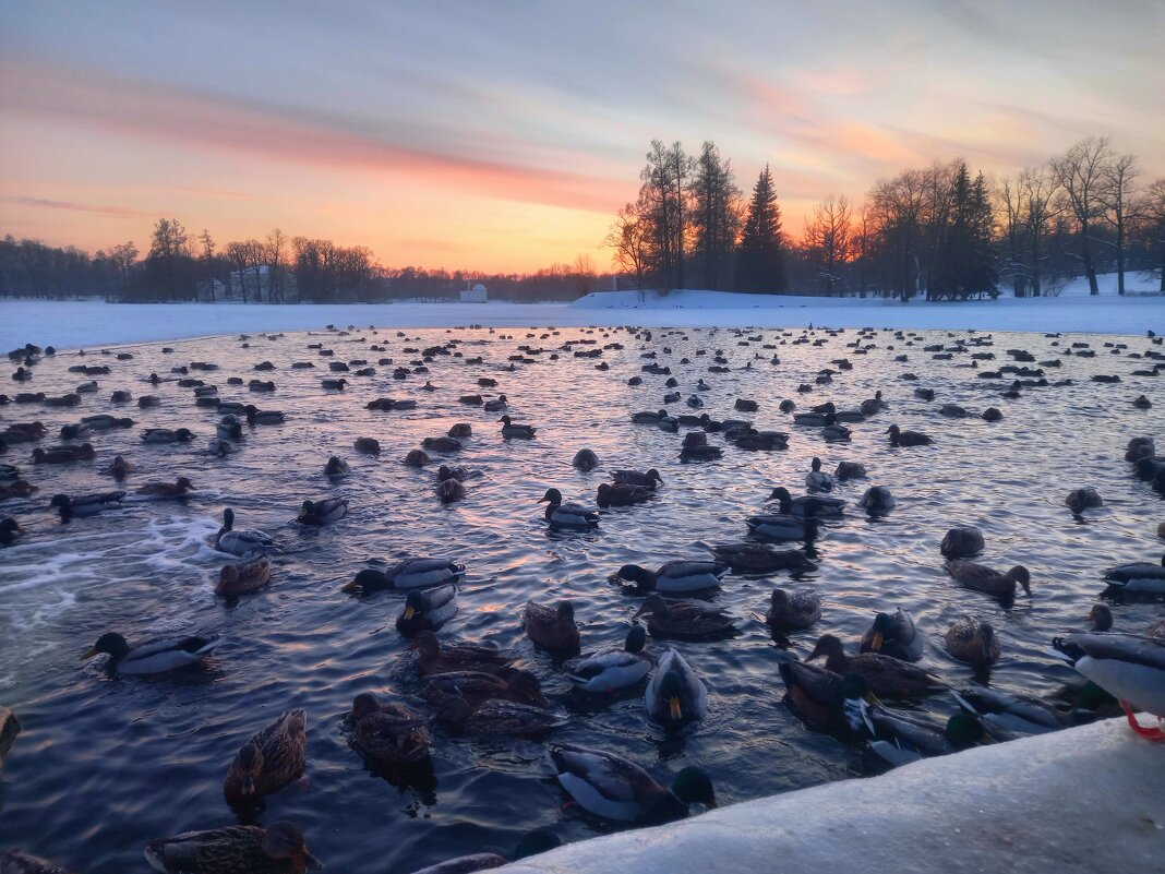 Утки на закате - Сапсан 