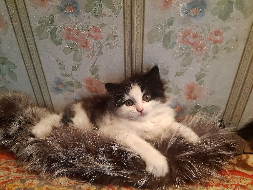 Такая милашка! - Нина Андронова Такая милашка! - Нина Андронова