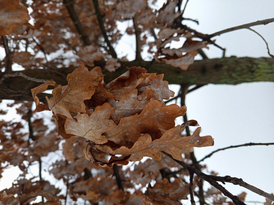 Последний день зимы в Москве (зарисовки неюного натуралиста) - Андрей Лукьянов Последний день зимы в Москве (зарисовки неюного натуралиста) - Андрей Лукьянов