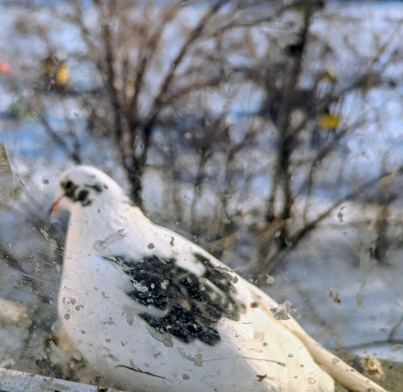 Белая голубка - Андрей Хлопонин