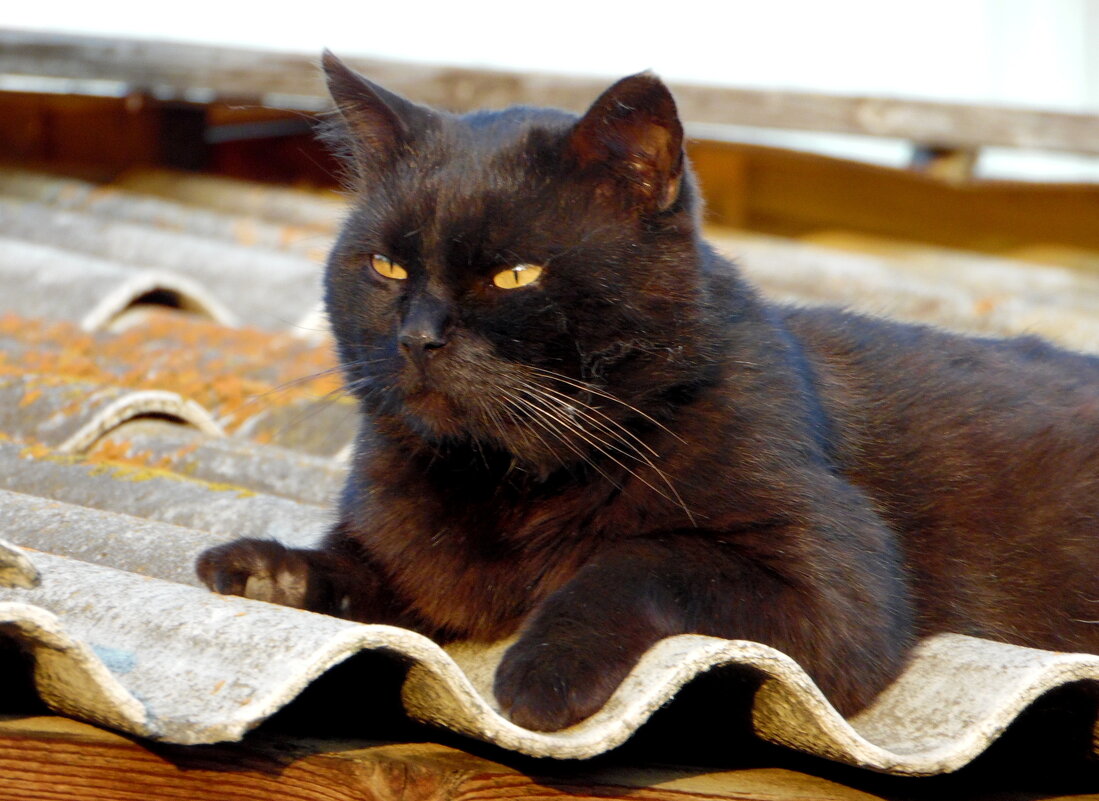 С началом марта и днём кошек. - nadyasilyuk Вознюк